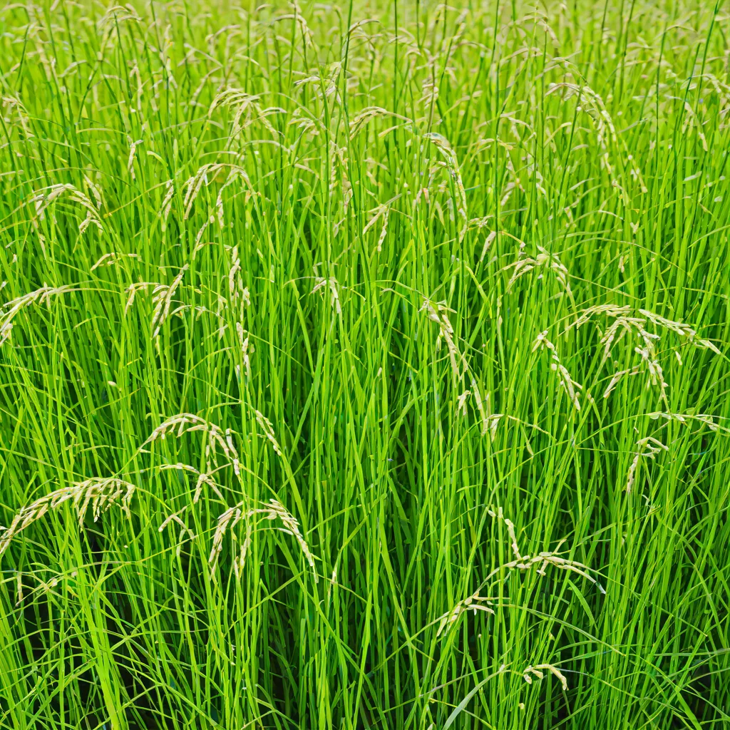 Northwind Switchgrass