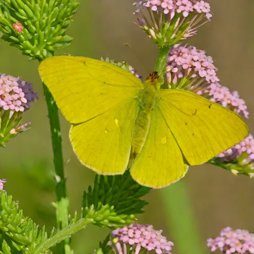 Orange Sulphur