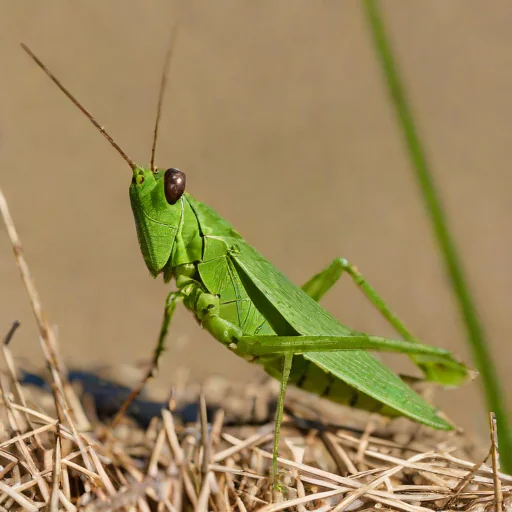 Pseudopomala brachyptera