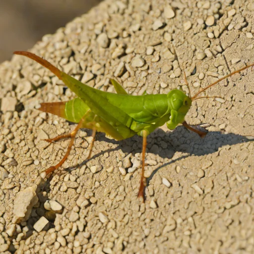 Pyrgodera armata