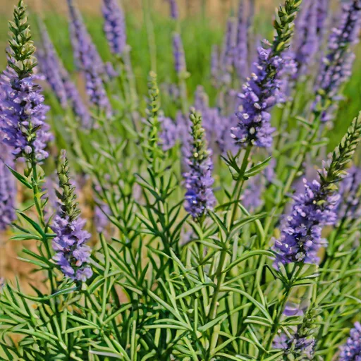 Perovskia atriplicifolia (Russian Sage)