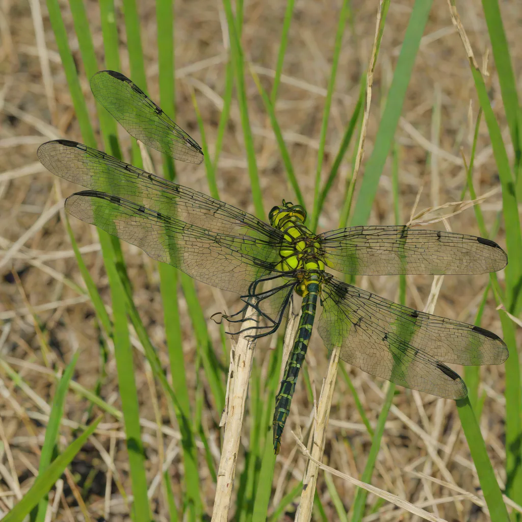 Piedmont Clubtail
