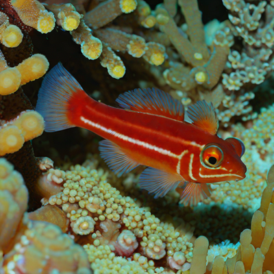 Red Scooter Blenny (Scottaeus scottae)