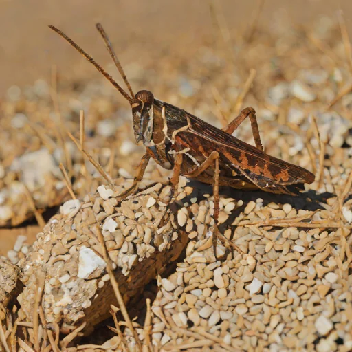 Red-winged Grasshopper (Oedipoda germanica)