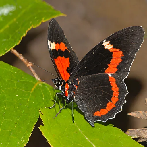 Red-bordered Pixie