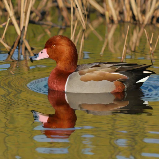 Redhead