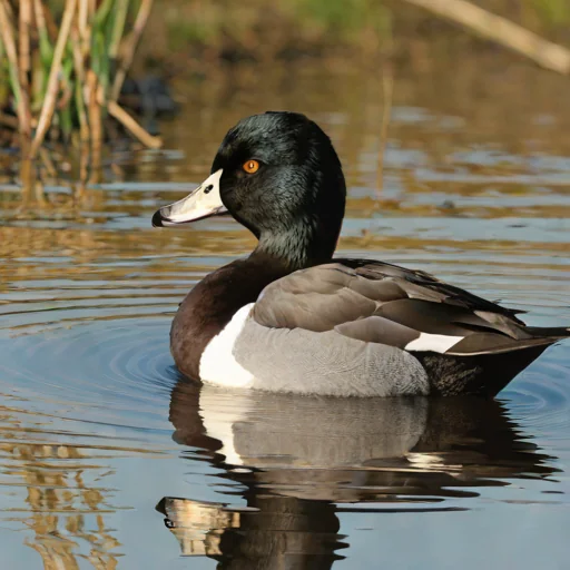 Ring-necked Duck