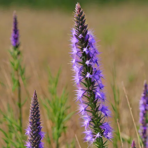 Rough Blazing Star