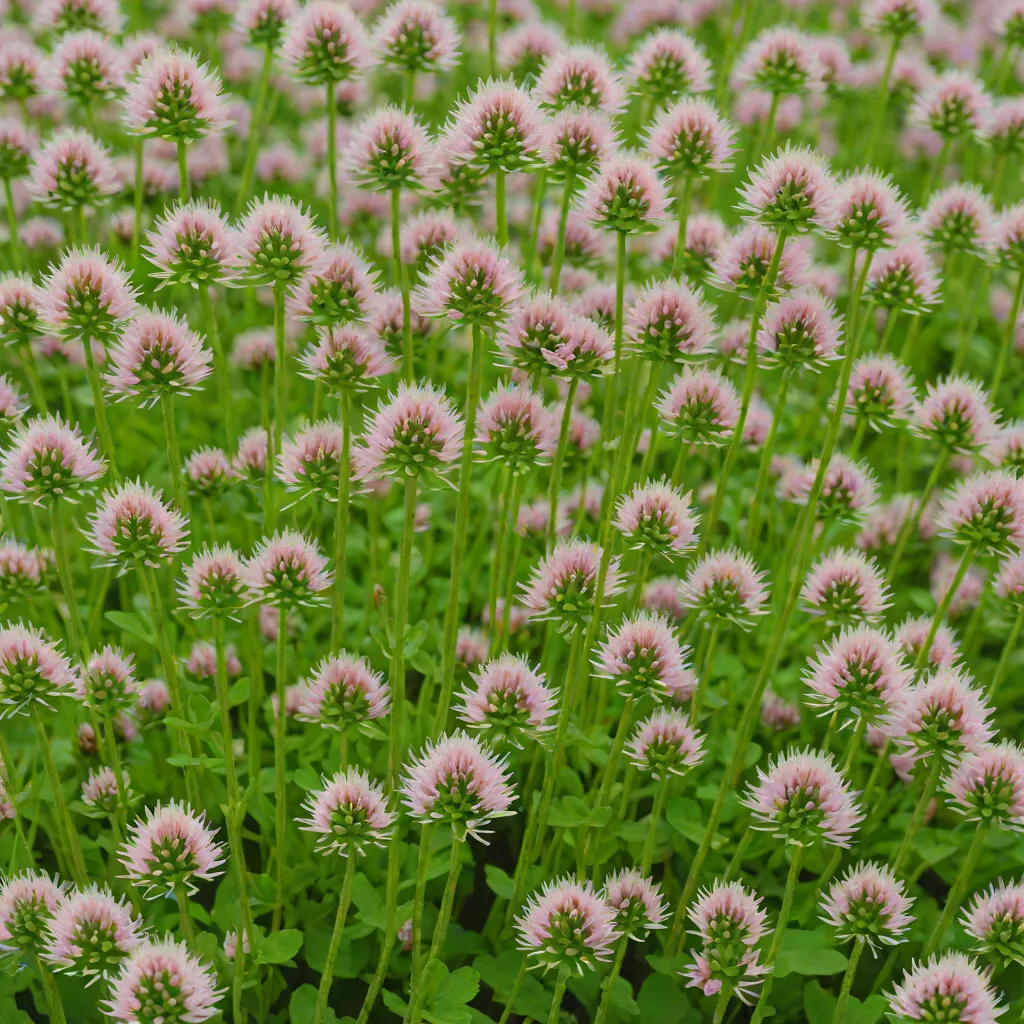 Rabbit Foot Clover