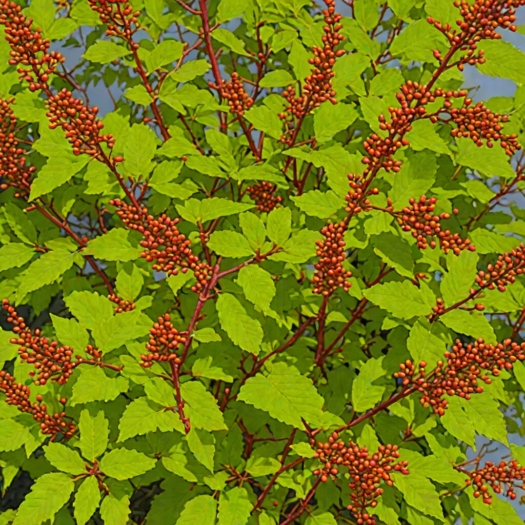 Rhus aromatica