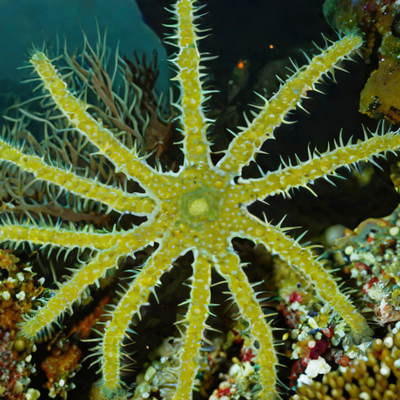 Sixline Brittle Star (Ophiocoma wendtii)