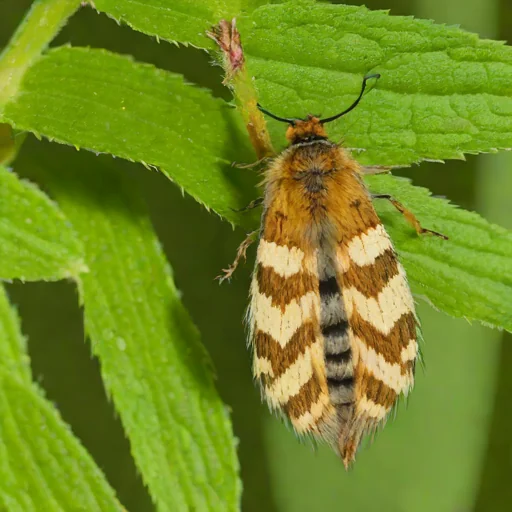 Saltmarsh caterpillar moth