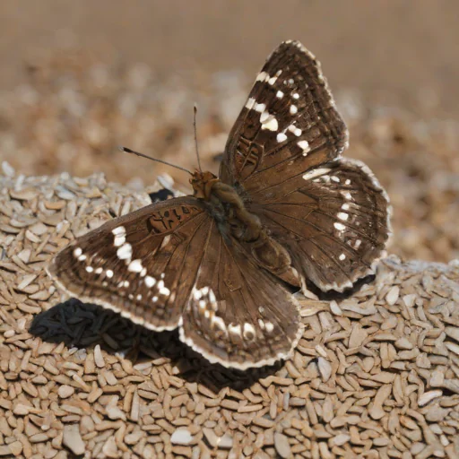 Sleepy Duskywing