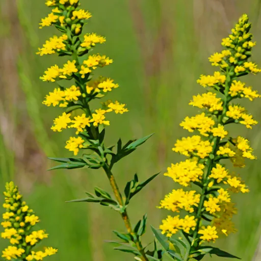 Stiff Goldenrod