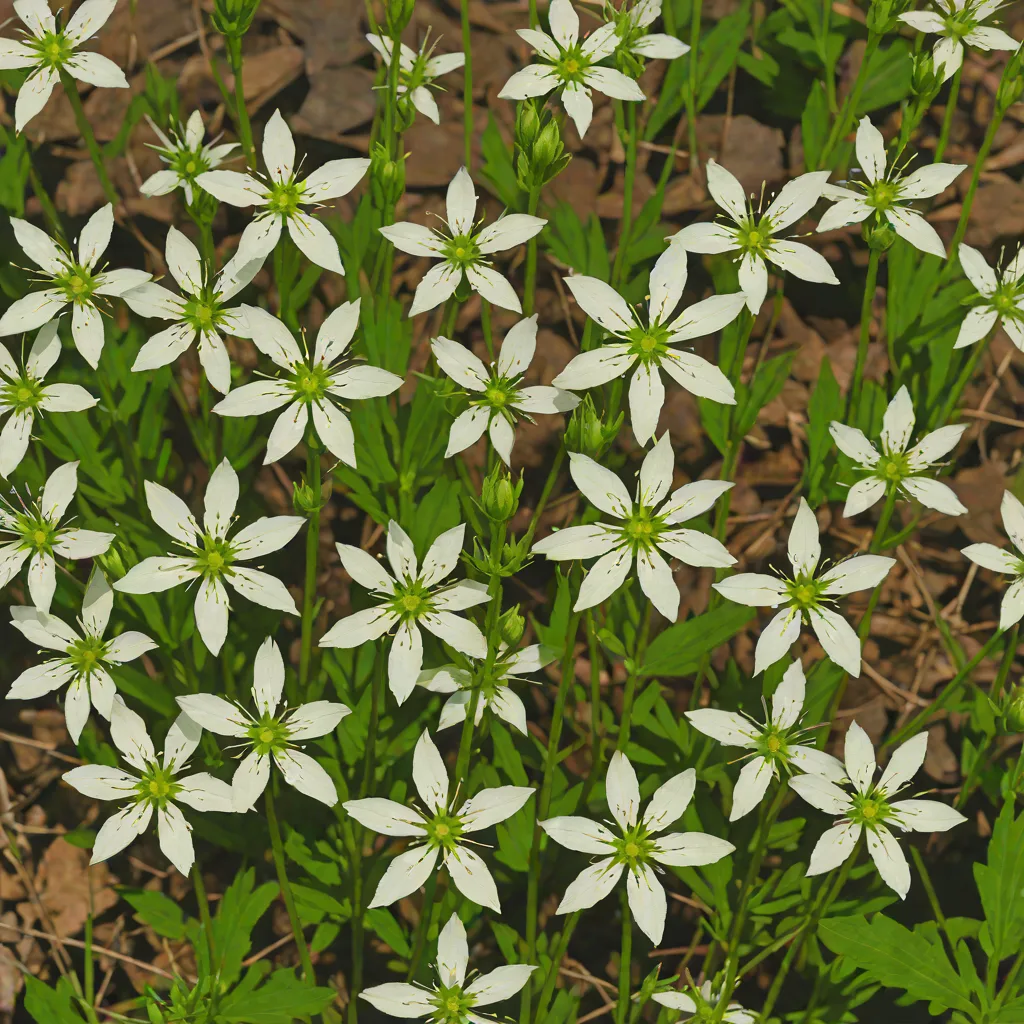 Starry Campion