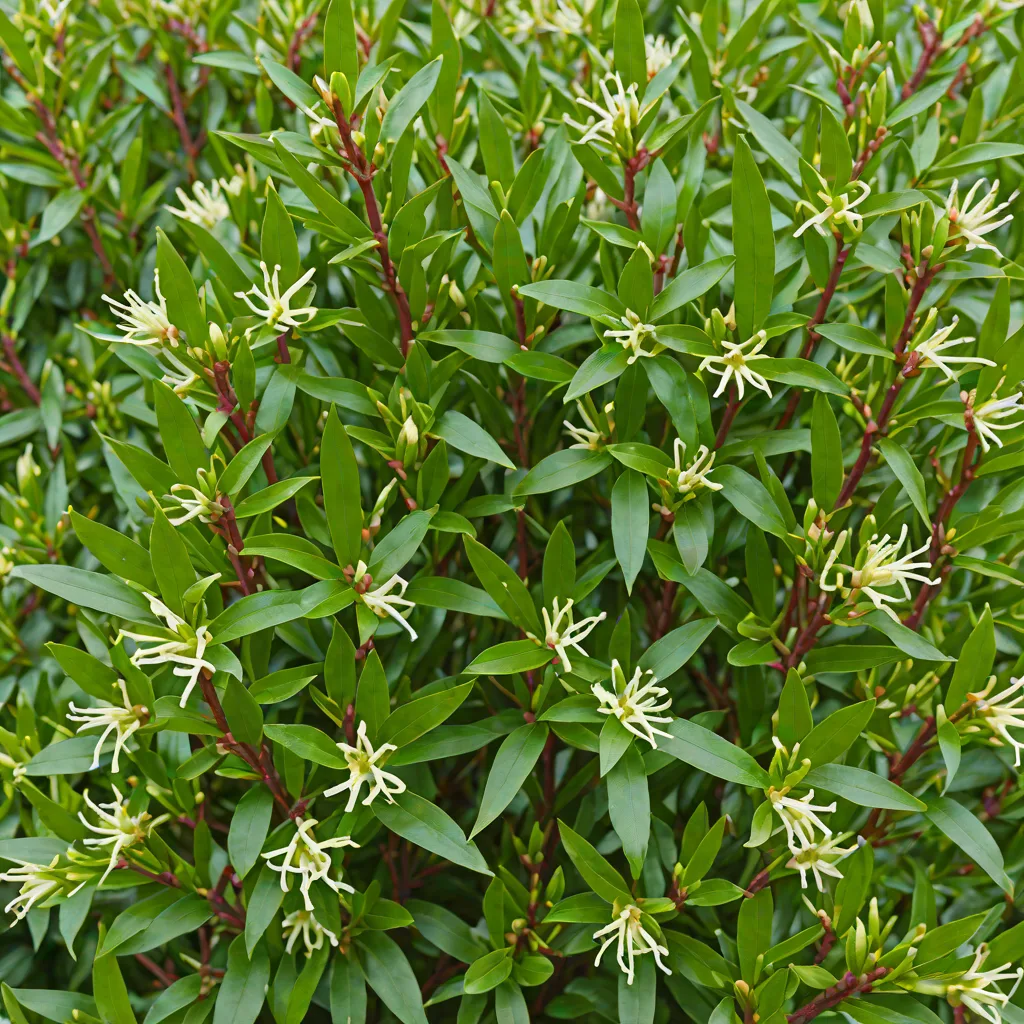 Sarcococca hookeriana