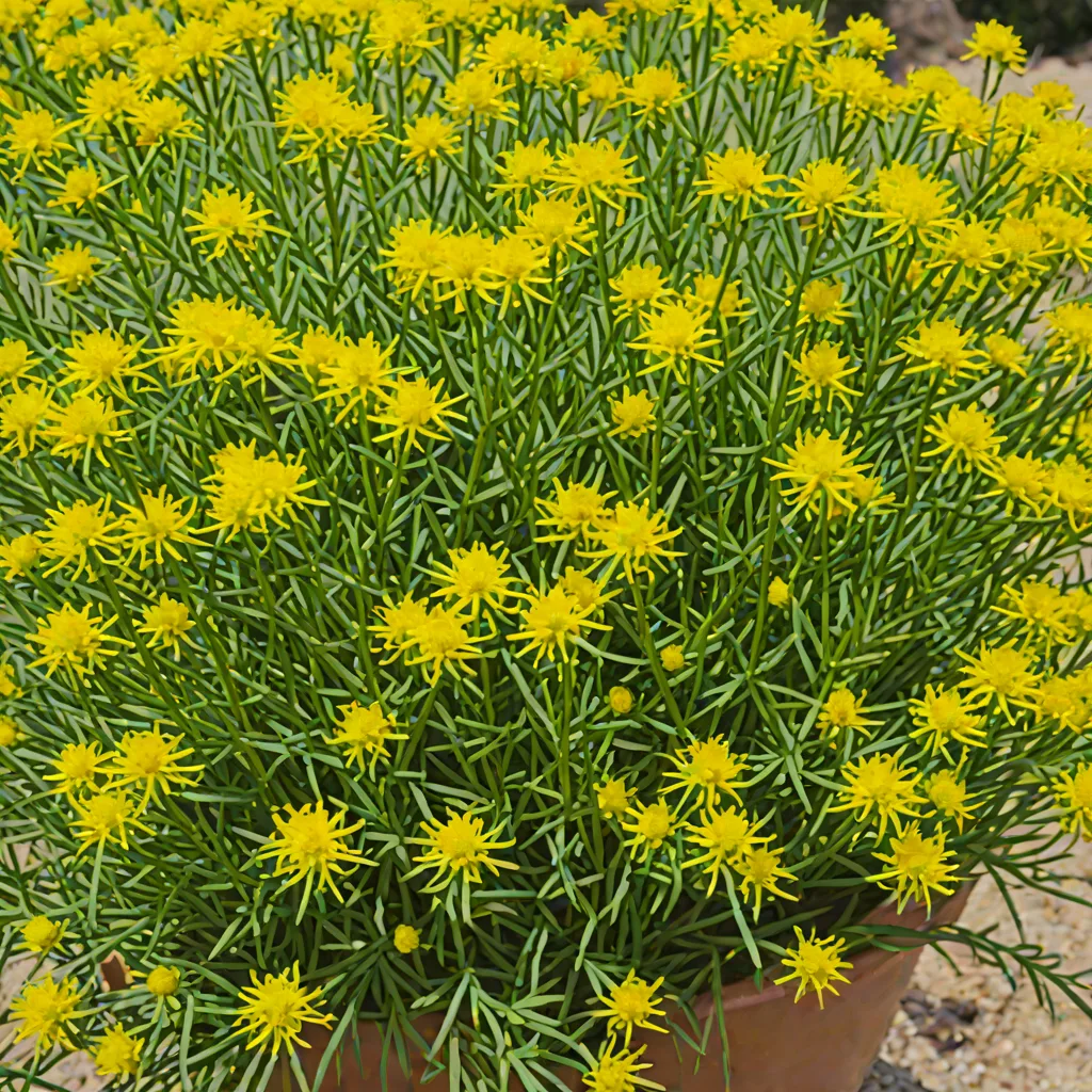 Spartium junceum