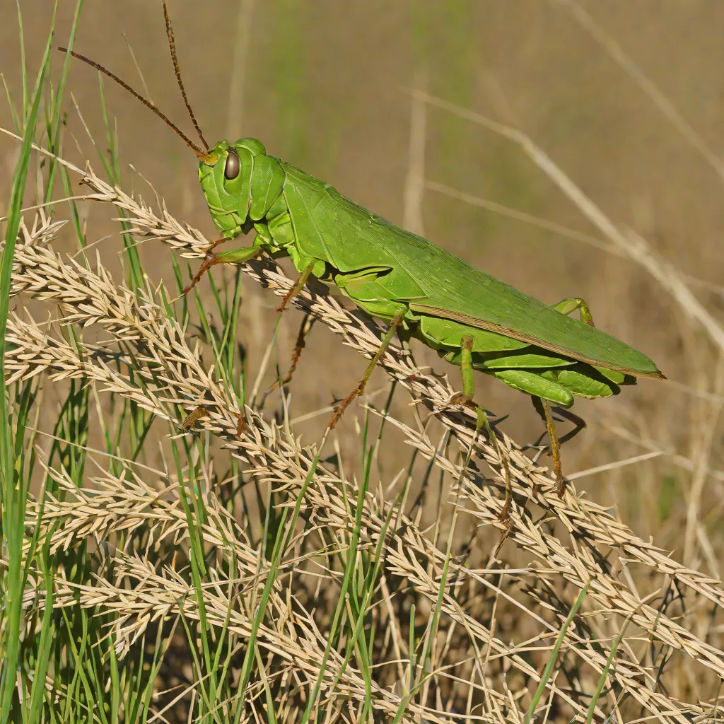 Slant-faced Pasture Grasshopper (Acrida conica)