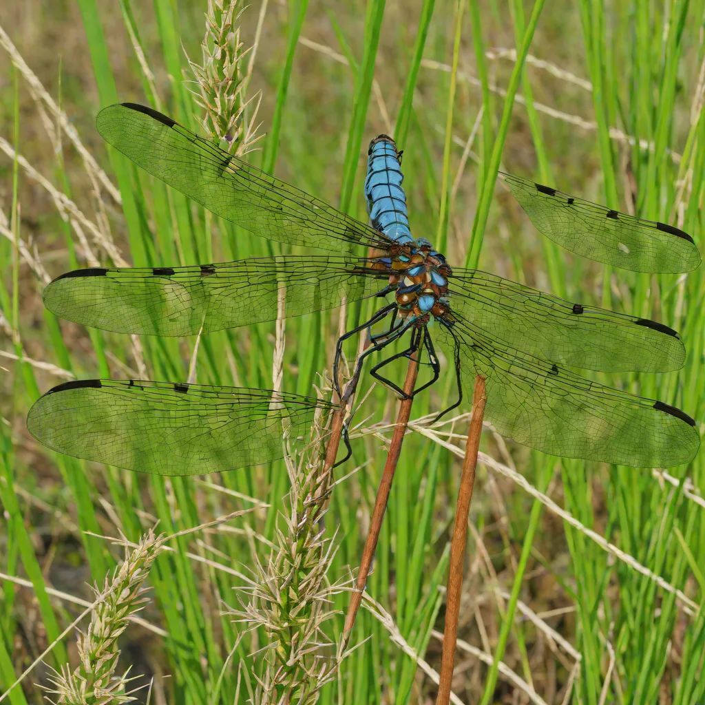 Sedge Darner