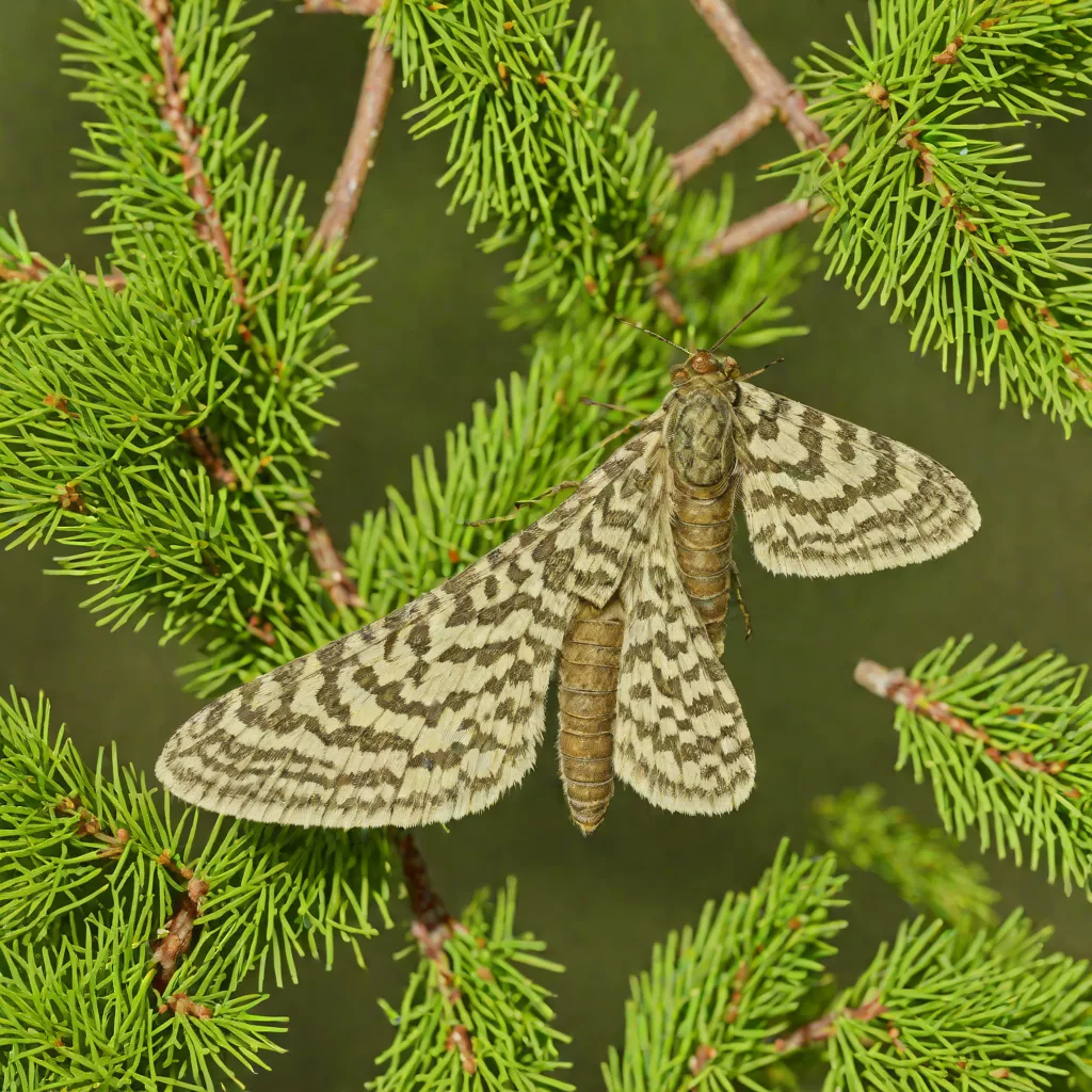 Spruce budworm moth