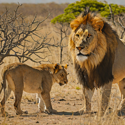 The Last Lions: Island of Legends