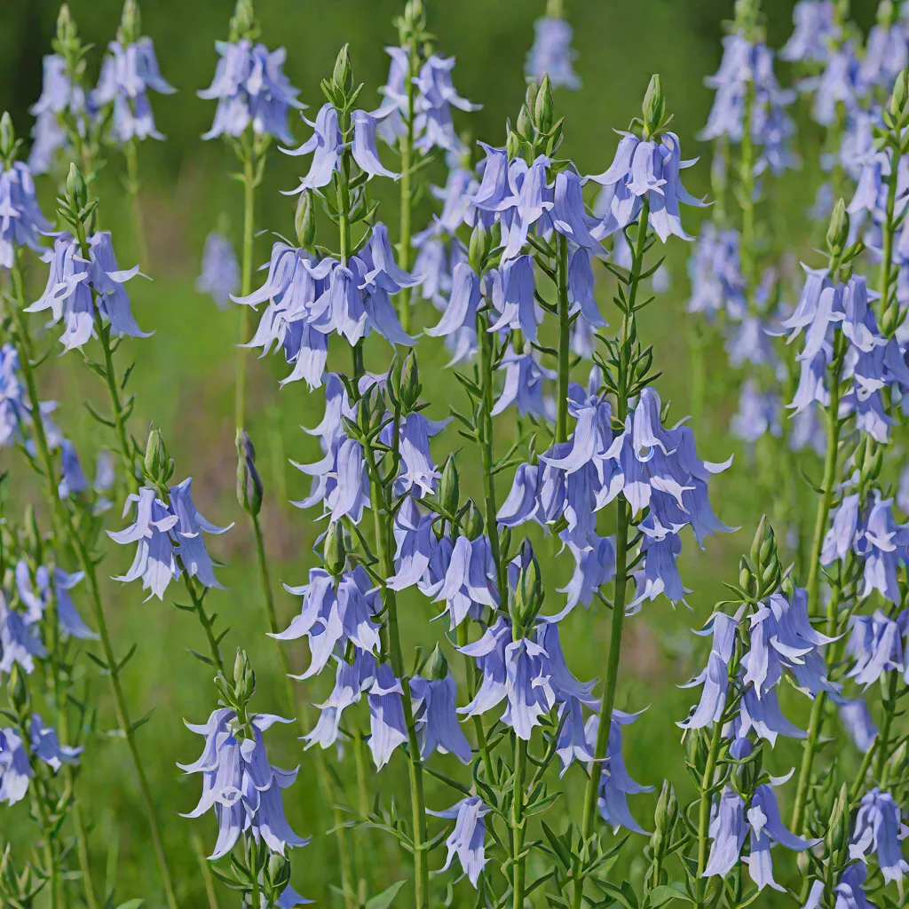 Tall Bellflower