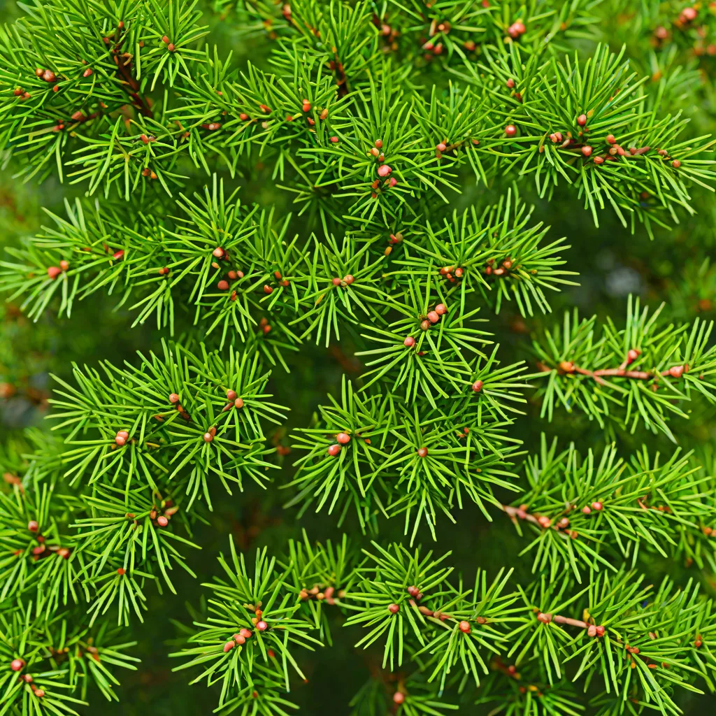 Taxus baccata