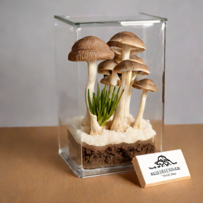 The Urban Mushroom - Oyster Kit