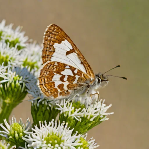 Western White Skipper