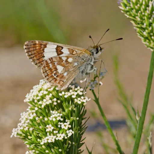 White-patched Skipper