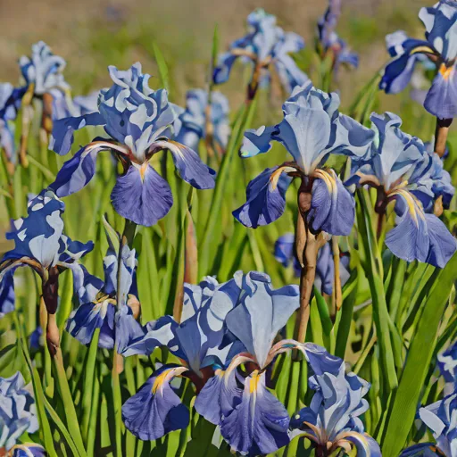 Wild Blue Iris