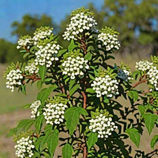 Zenobia pulverulenta (Dusty Zenobia)