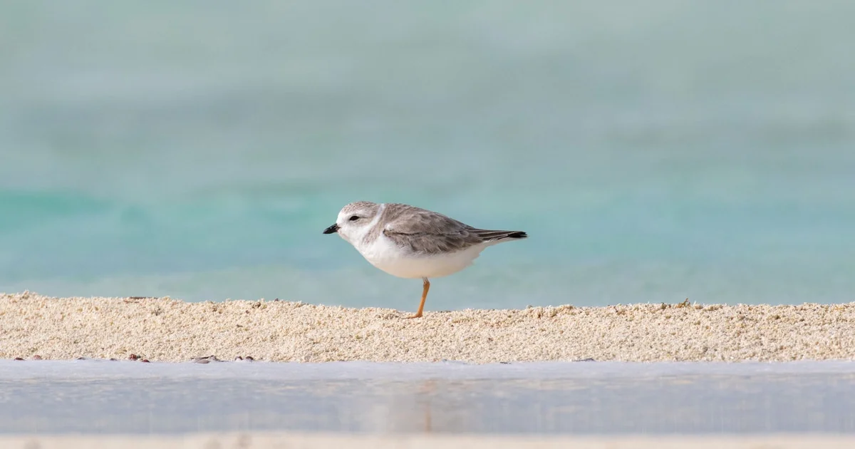 Audubon Society