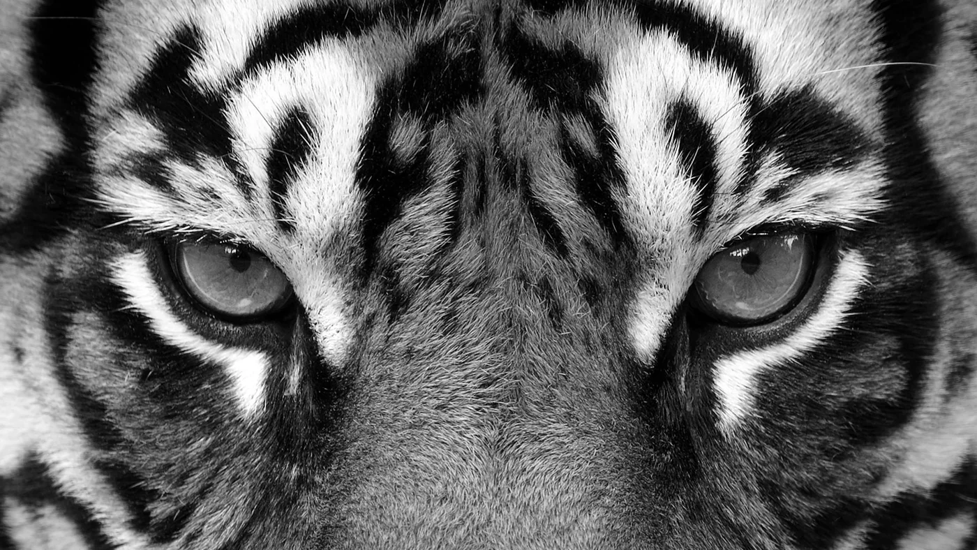 Asigra Tigris Backup