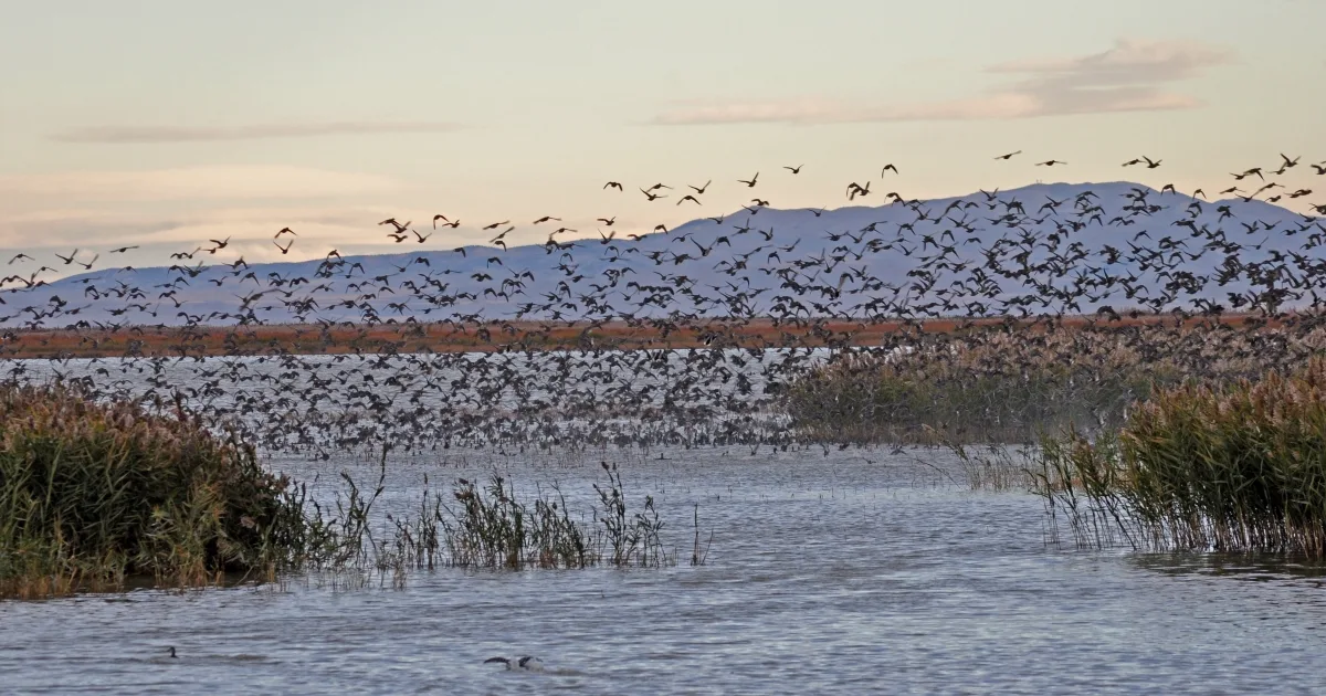 Bear River Migratory Bird Refuge