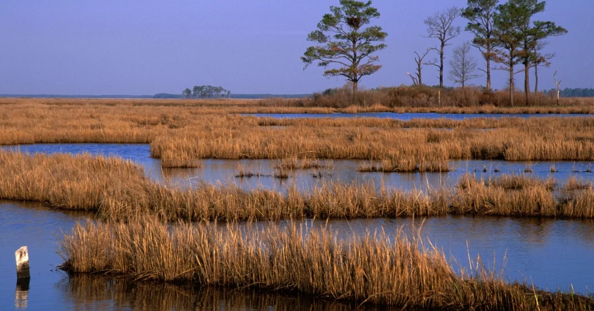 Blackwater Marshes