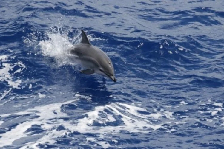 Clymene Dolphin