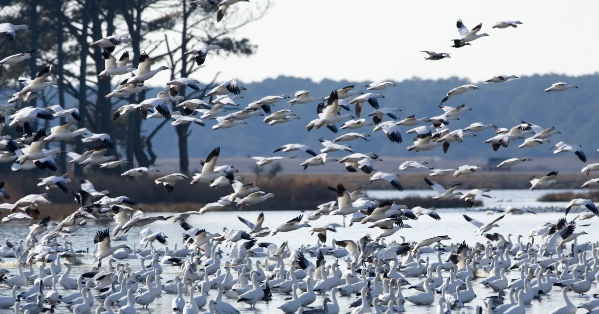 Chincoteague NWR