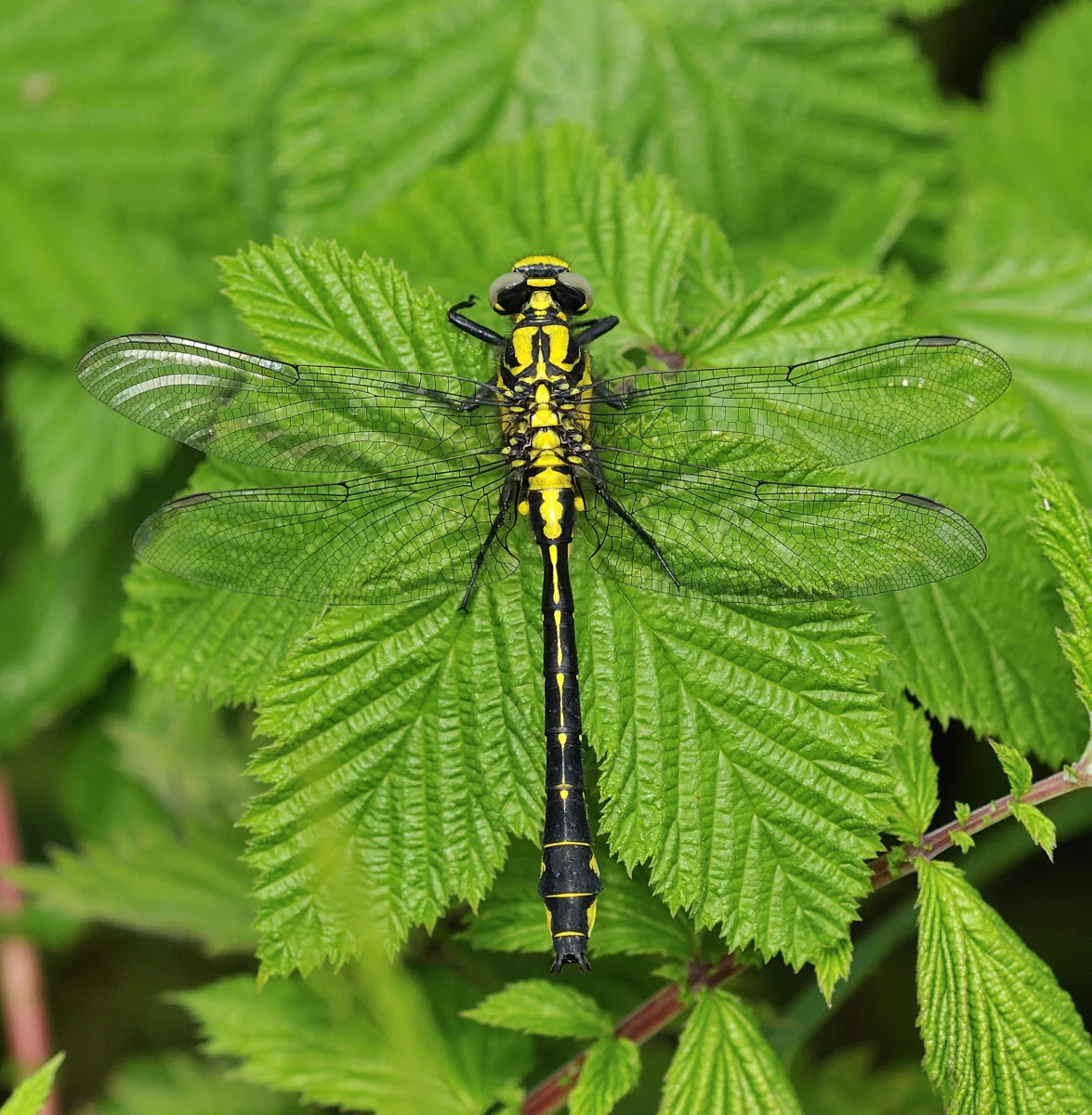 Common Clubtail