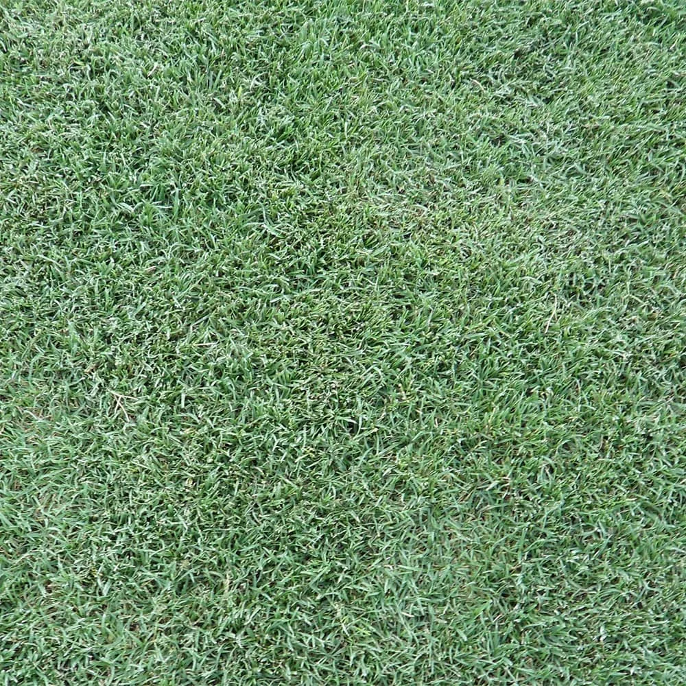 Celebration Bermudagrass
