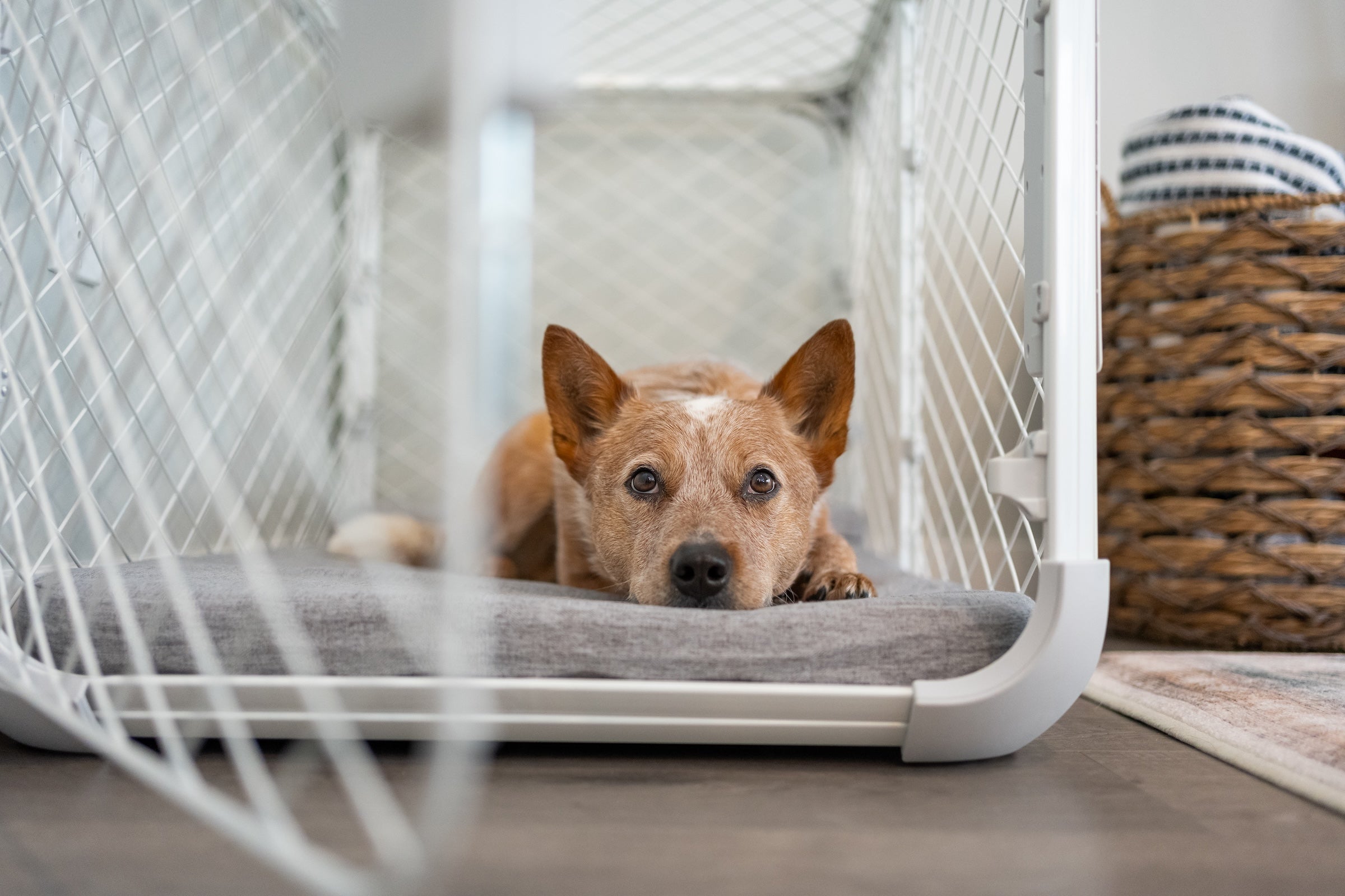 Diggs Revol Dog Crate