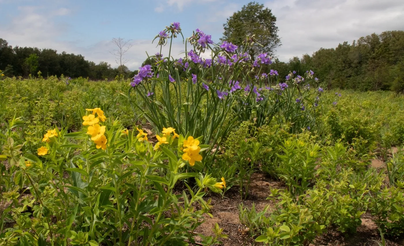 Edgar W. Schmidt Sand Prairie