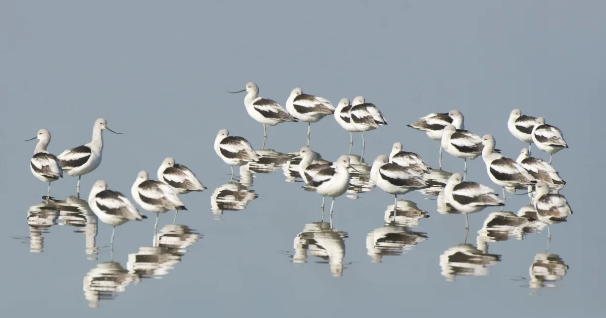 Pea Island NWR