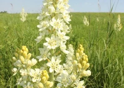 Snowball Hill Prairie
