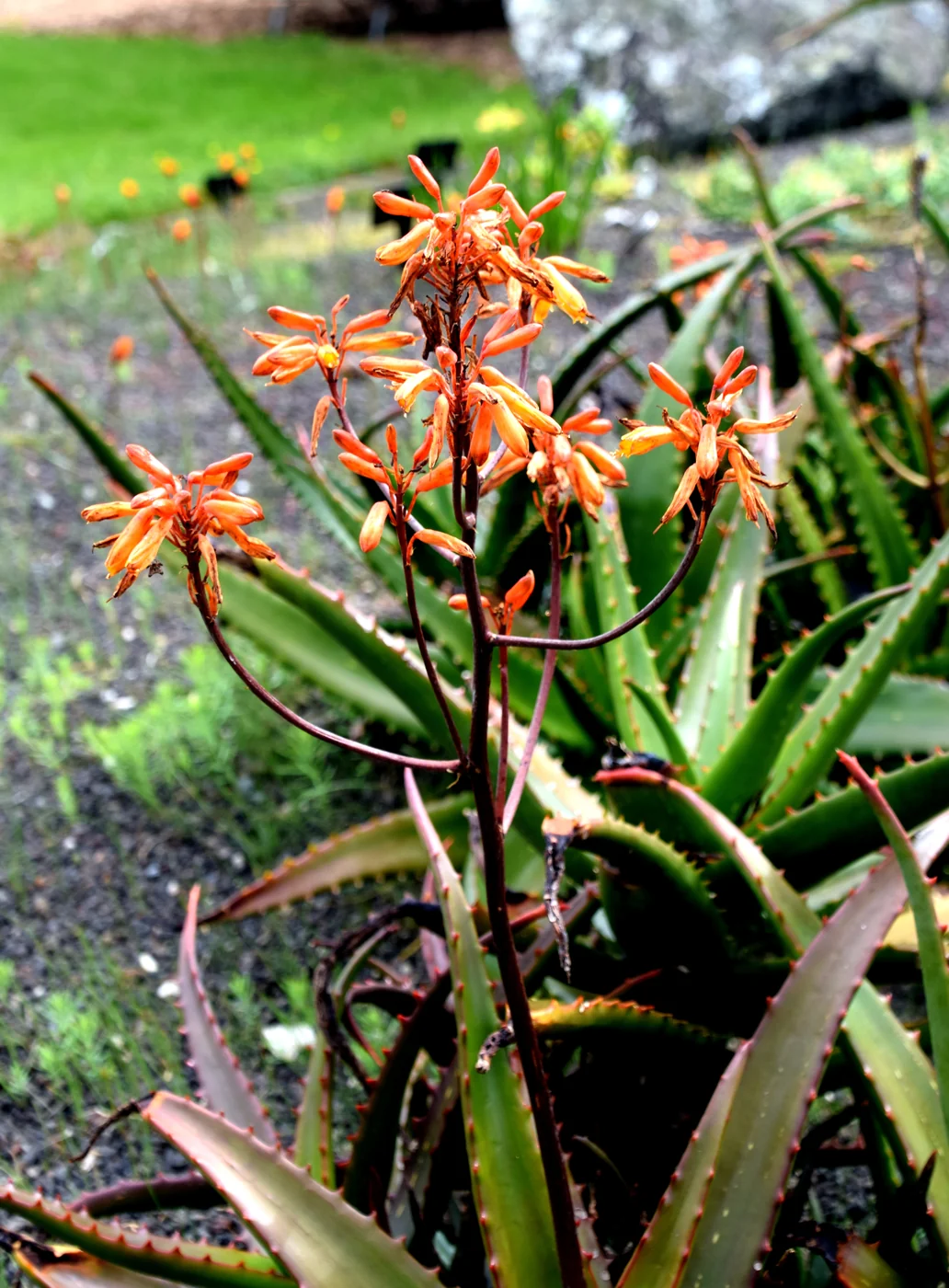 Auckland Botanic Gardens
