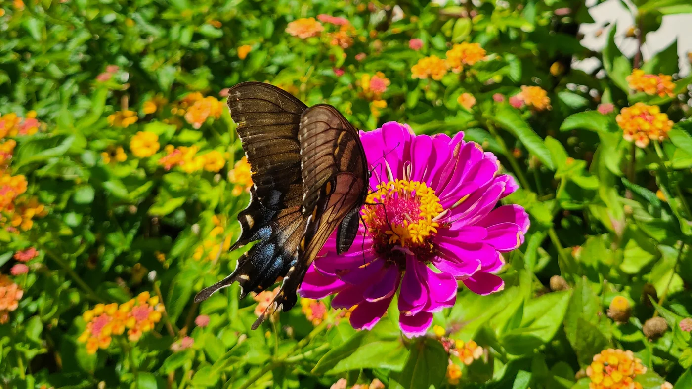 Athens Botanical Garden