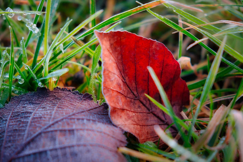 An Early Frost