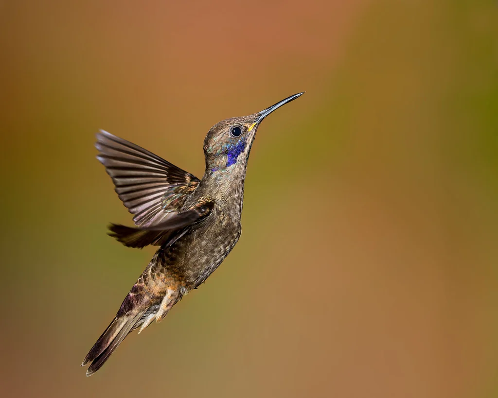 Brown violetear