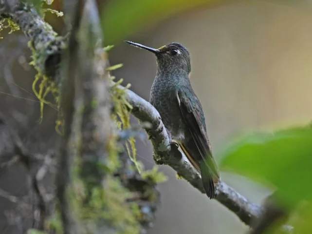 Buff-thighed puffleg