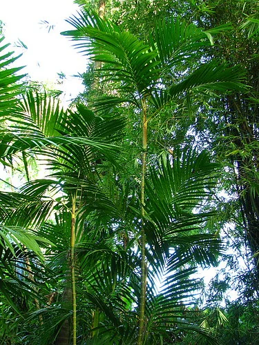 Cairns Botanic Gardens